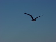 dsc01003 dsc01003