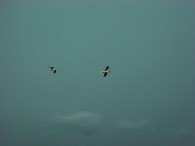 dsc02850 dsc02850