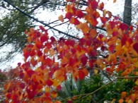 dsc02648 dsc02648