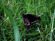 dsc04975 dsc04975