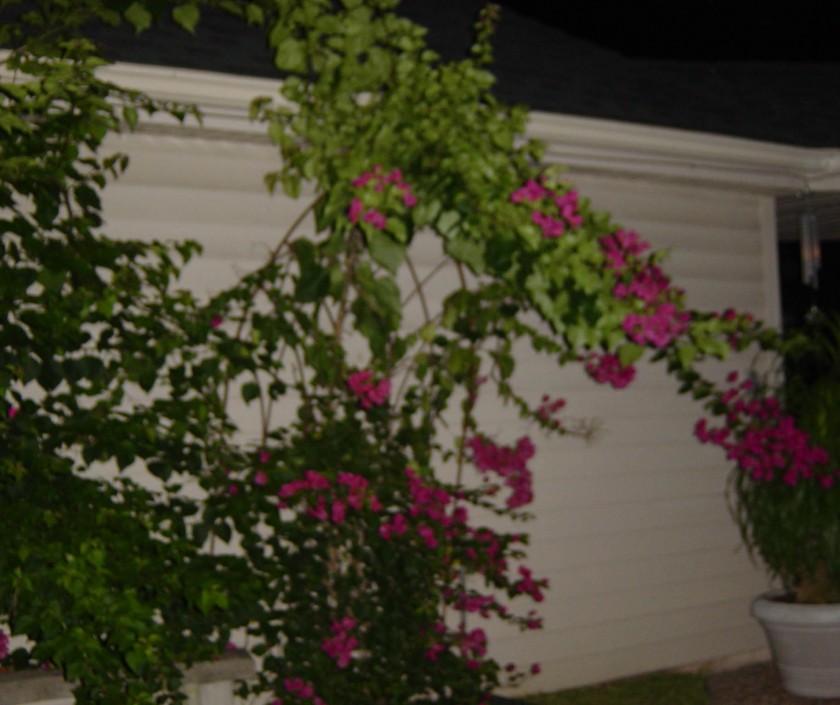 dsc06385