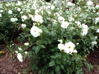 p5070079