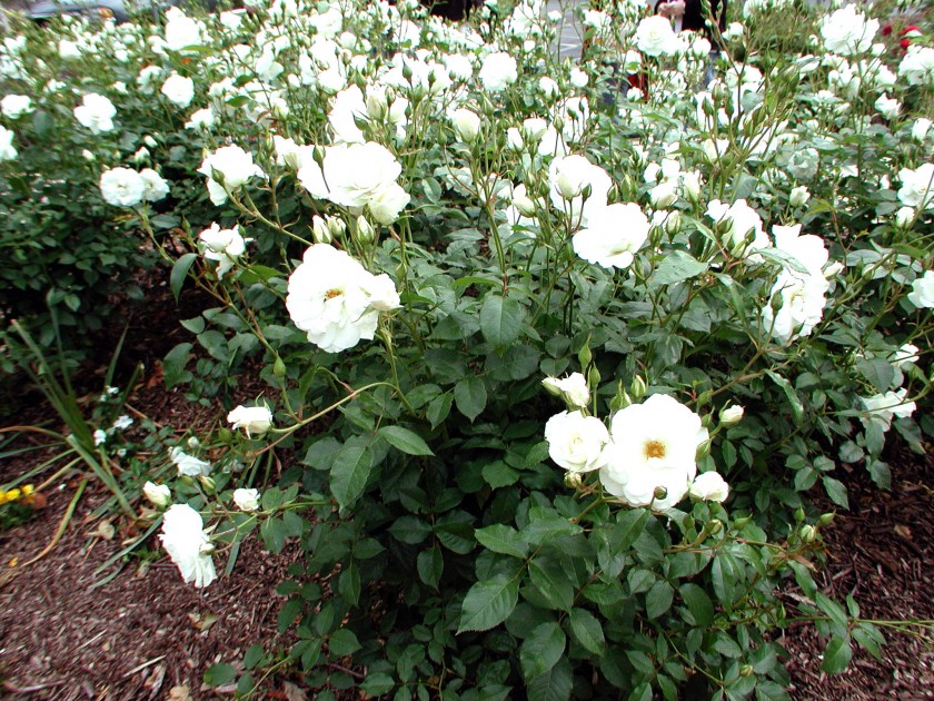 p5070079
