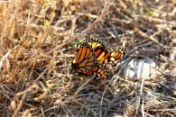 img_0682 img_0682