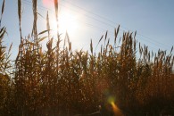 img_0683 img_0683