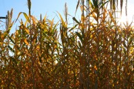 img_0684 img_0684