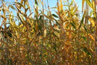 img_0688 img_0688