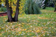 img_1333 img_1333