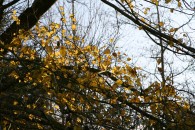 img_1727