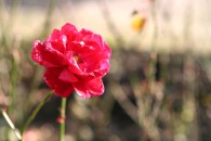 img_1746