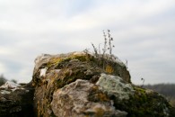 img_6269