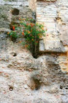 img_8909 img_8909