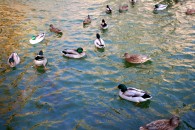 img_8978 img_8978