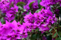 img_9554 img_9554