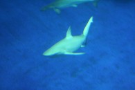 img_0437 img_0437