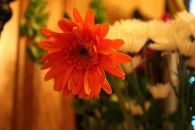 img_0499 img_0499