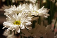 img_0514 img_0514