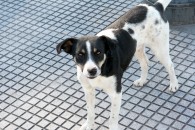 img_1040 img_1040