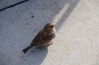dsc_0086 dsc_0086