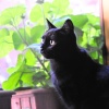 Chicca