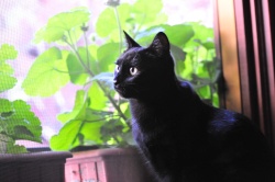 Chicca