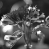 mat_3288