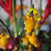 foxface aka mickey mouse (ornamental eggplant)