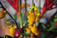 foxface aka mickey mouse (ornamental eggplant)