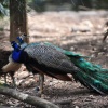 Peacock and Peahen