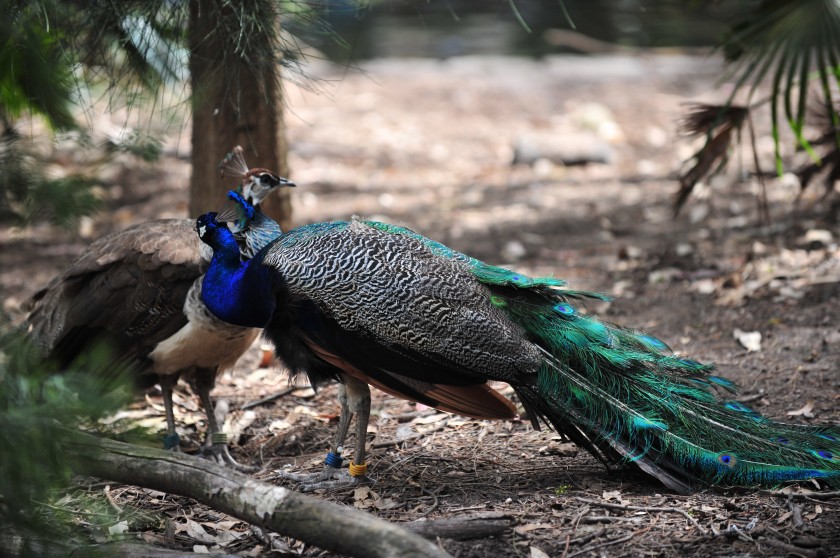 Peacock and Peahen