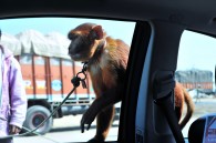 A monkey jumped on our window