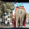 Elephant rear-side