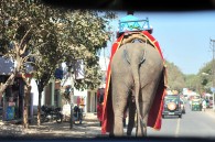Elephant rear-side