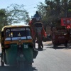 Elephant walking down street