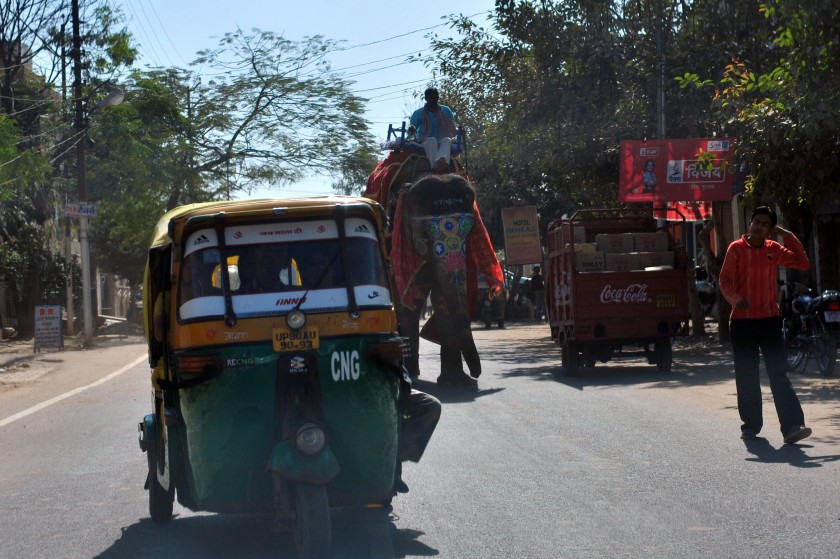 Elephant walking down street