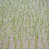 Rice!
