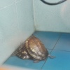 Don't get too attached to the turtles, they're used in the tea