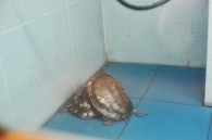 Don't get too attached to the turtles, they're used in the tea