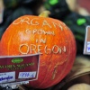Organic Oregonian pumpkin