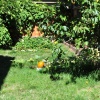 Jen's backyard
