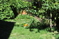 Jen's backyard