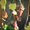 Grapes on the vine