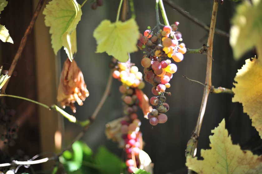 Grapes on the vine