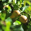 Asian pears