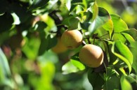 Asian pears