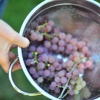 Hand-picked grapes, I love this photo