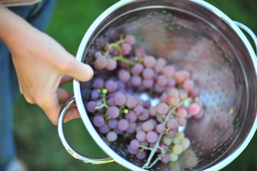 Hand-picked grapes, I love this photo