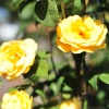Yellow roses