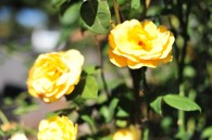Yellow roses