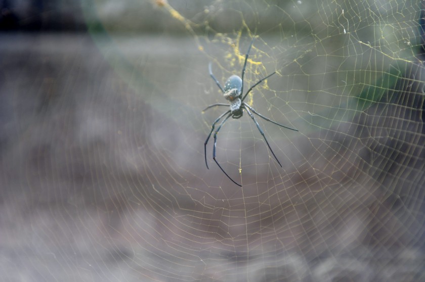 Spider up close